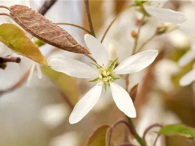 Frühblüher – Zeit für eine neue Frisur nach der Blüte