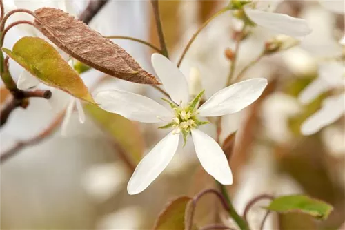 Kupfer-Felsenbirne - Amelanchier lamarckii - Wildgehölze