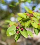 Kupfer-Felsenbirne - Amelanchier lamarckii - Wildgehölze