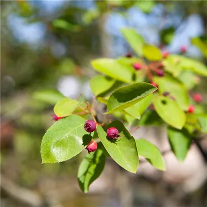 Kupfer-Felsenbirne - Amelanchier lamarckii - Wildgehölze