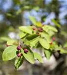 Kupfer-Felsenbirne - Amelanchier lamarckii - Wildgehölze