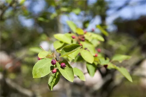 Kupfer-Felsenbirne - Amelanchier lamarckii - Wildgehölze