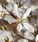 Kupfer-Felsenbirne - Amelanchier lamarckii - Wildgehölze