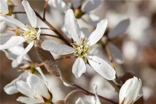 Kupfer-Felsenbirne - Amelanchier lamarckii - Wildgehölze