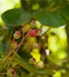 Kupfer-Felsenbirne - Amelanchier lamarckii - Wildgehölze