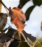 Eisenbaum 'Vanessa' - Parrotia persica 'Vanessa' - Formgehölze