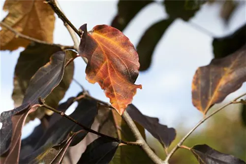 Eisenbaum 'Vanessa' - Parrotia persica 'Vanessa' - Formgehölze