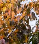 Eisenbaum 'Vanessa' - Parrotia persica 'Vanessa' - Formgehölze