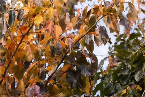 Eisenbaum 'Vanessa' - Parrotia persica 'Vanessa' - Formgehölze