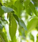 Hainbuche,Weißbuche - Carpinus betulus - Unikum