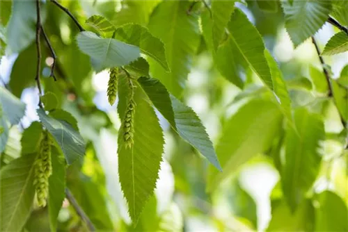 Hainbuche,Weißbuche - Carpinus betulus - Baum