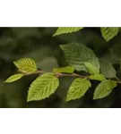 Hainbuche,Weißbuche - Carpinus betulus - Baum