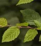 Hainbuche,Weißbuche - Carpinus betulus - Unikum