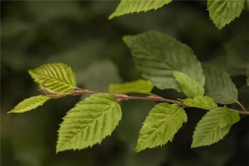 Hainbuche,Weißbuche - Carpinus betulus - Baum