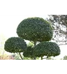 Hainbuche,Weißbuche - Carpinus betulus - Baum