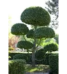 Hainbuche,Weißbuche - Carpinus betulus - Baum