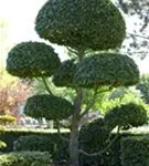 Hainbuche,Weißbuche - Carpinus betulus - Unikum