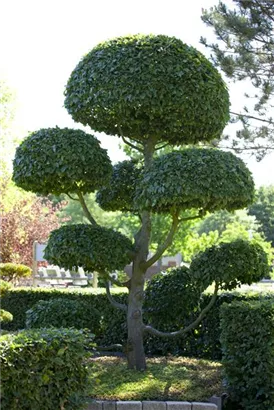 Hainbuche,Weißbuche - Carpinus betulus - Baum