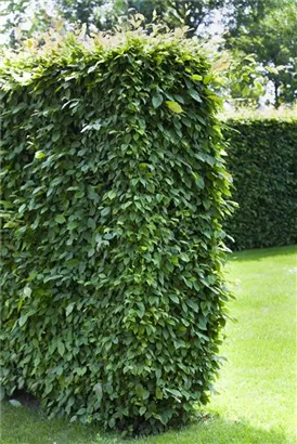 Hainbuche,Weißbuche - Carpinus betulus - Baum