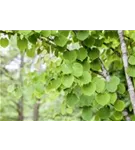 Judasblattbaum - Cercidiphyllum japonicum