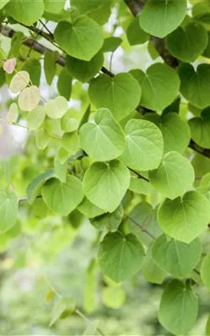 Cercidiphyllum japonicum