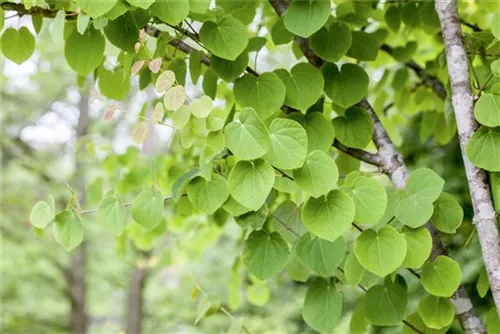 Judasblattbaum - Cercidiphyllum japonicum