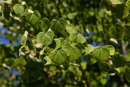 Judasblattbaum - Cercidiphyllum japonicum