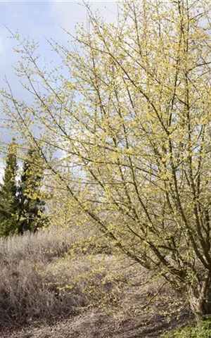 Cornus mas - Formgehölze