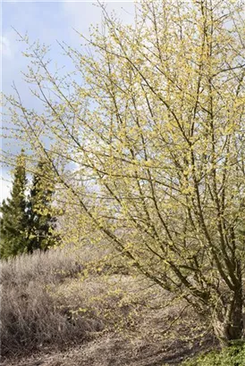 Kornelkirsche - Cornus mas - Formgehölze