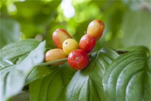 Kornelkirsche - Cornus mas - Formgehölze