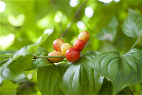 Kornelkirsche - Cornus mas - Formgehölze