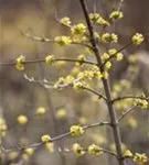 Kornelkirsche - Cornus mas - Formgehölze