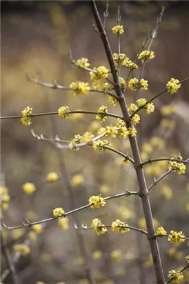 Kornelkirsche - Cornus mas - Formgehölze