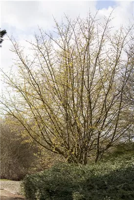 Kornelkirsche - Cornus mas - Formgehölze