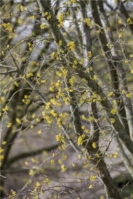 Kornelkirsche - Cornus mas - Formgehölze