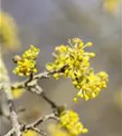 Kornelkirsche - Cornus mas - Formgehölze