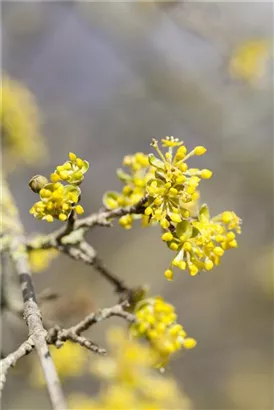 Kornelkirsche - Cornus mas - Formgehölze