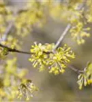 Kornelkirsche - Cornus mas - Formgehölze