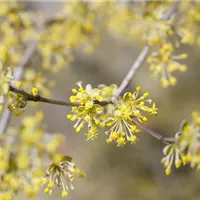 Winterblühende Gehölze sorgen für Frühlingsgefühle