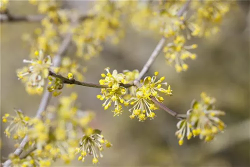 Kornelkirsche - Cornus mas - Formgehölze