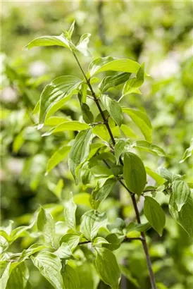 Kornelkirsche - Cornus mas - Formgehölze