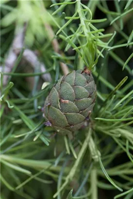 Japan.Lärche - Larix kaempferi