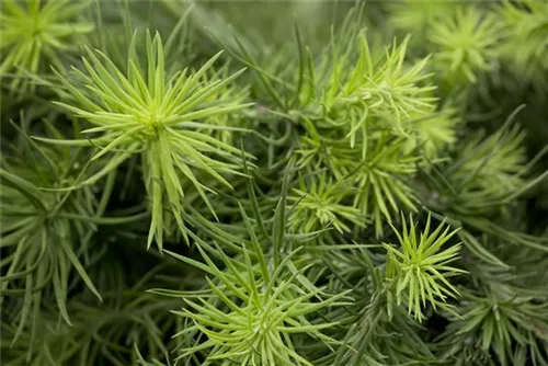 Japan.Lärche - Larix kaempferi