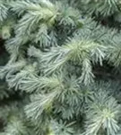 Japan.Lärche - Larix kaempferi