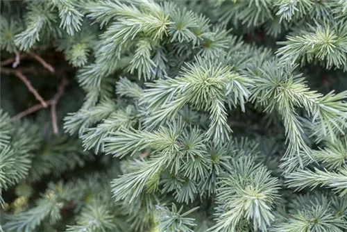 Japan.Lärche - Larix kaempferi