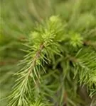 Japan.Lärche - Larix kaempferi