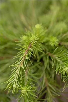 Japan.Lärche - Larix kaempferi