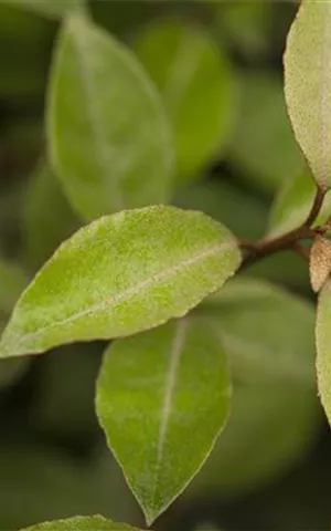 Elaeagnus ebbingei - Mediterranes