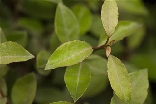 Wintergrüne Ölweide - Elaeagnus ebbingei - Heckenelemente