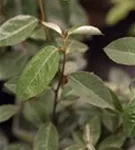 Wintergrüne Ölweide - Elaeagnus ebbingei - Heckenelemente